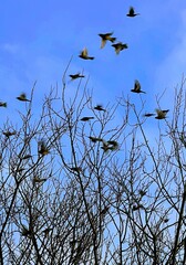 a flock of birds flying away from a tree