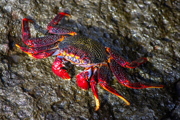 Cangrejo rojo o de roca en El Muellito, Gran Canaria