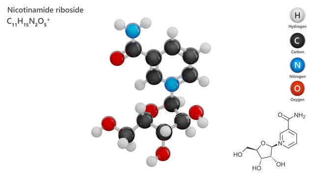 Molecule: Nicotinamide Riboside. Vitamin B3. Molecular structure. Formula: C11H15N2O5. Chemical model: Ball and stick. White background. 3D illustration.