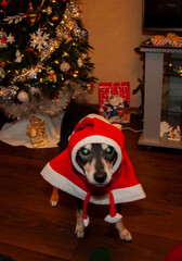 Christmas at home on holiday. Winter holiday. Xmas and new year. Pet love. Christmas eve at home....