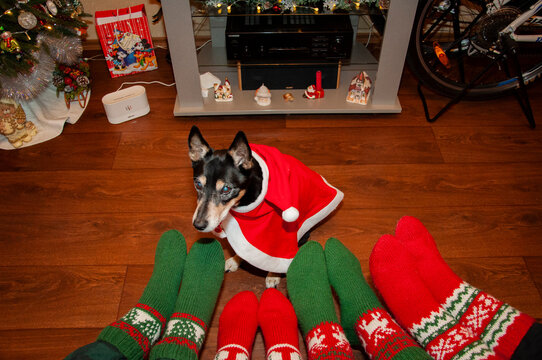 Xmas and new year eve at home. Christmas stocking. Family union with dog. Santa Claud pet. Xmas fun. Christmas family together. Happy family at home on New 2025 Year. Winter holiday. Dog Santa
