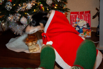 Christmas eve at home with family. Pet fashion. Dog wear Santa red hat. Santa dog. Pet dog in Santa...