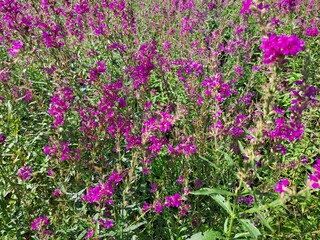 pink and purple flowers