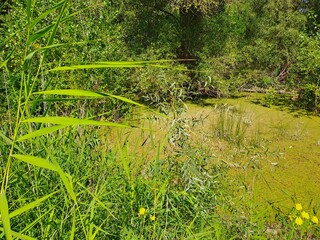 a swamp in the forest
