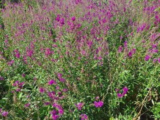 flowers in the field