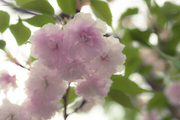 【八重桜】都内、春の空と桜の枝【桜】