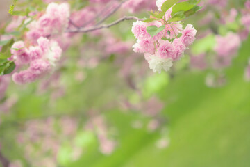 【八重桜】都内、春の空と桜の枝【桜】