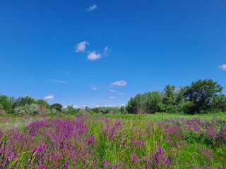 Fototapeta premium field of lavender