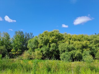 landscape with trees and sky