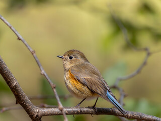 森の中で枝に留まって周りを見渡しているルリビタキ
