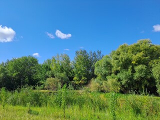 Fototapeta premium landscape with trees and sky