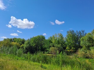 trees and blue sky
