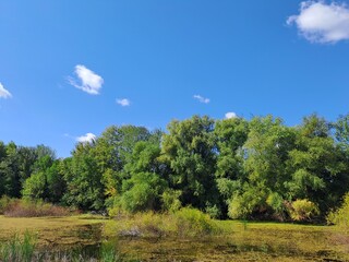landscape with trees and sky