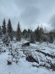 Mystische, verschneite Harzlandschaft 