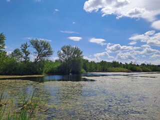 lake in the forest
