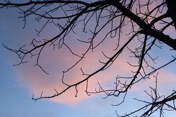 treetop, sunset, pink cloud, sky