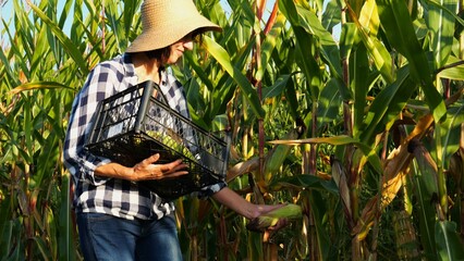 Female agronomist picking cob of sweet corn from green stalk at field. Adult farmer in straw hat...