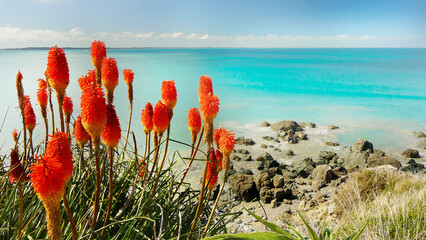 red flowers on the beach and sea lagoon on New Zealand © Helena Bilkova