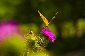 Kaisermantel saugt Nektar von einer Wegdistel © Helmut Scheuer