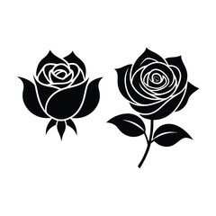 black rose isolated on white