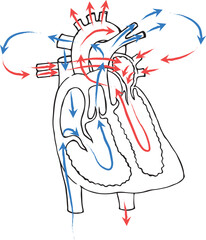 Drawing of the structure of the heart blood circulation. Arterial and venous blood.
