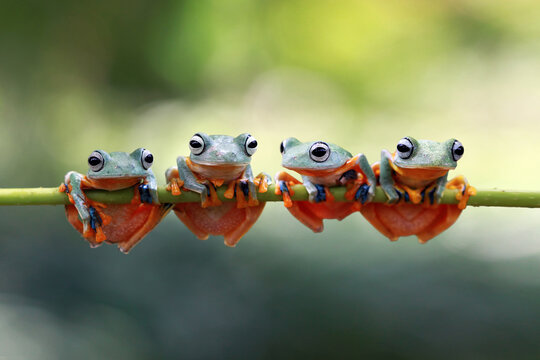 Four Javan tree frogs sitting side by side on a branch, Indonesia 