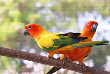 Sun Conures, Stunning Parrot with Colorful Plumage Native to Northeastern South America