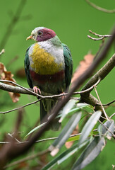 yellow-breasted fruit dove animals bird zoo