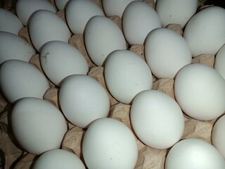 Eggs 