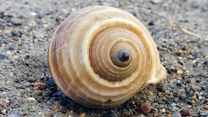 A Close-Up View of a Tan and Brown Seashell on a Gravel Beach