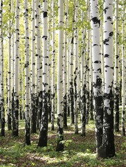 Abstract composition of white and black birch trunks in a wooded area, black and white, nature, trunks, trees, pattern