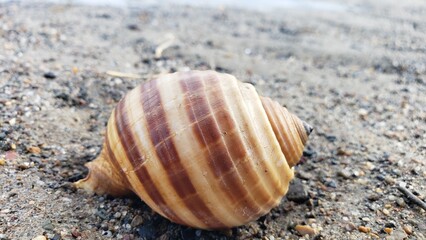 A Brown and White Striped Seashell on Gravel