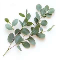 Elegant eucalyptus leaves arranged beautifully on a clean background, perfect for nature-inspired designs and decor.