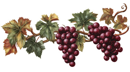 Obraz premium Grape cluster transparent background