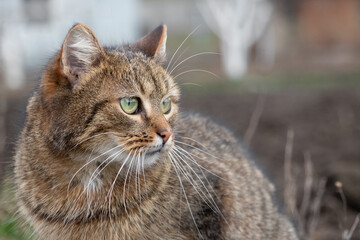 brown tabby cat with an attentive look in the garden in spring
