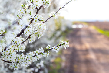 blackthorn bush with white flowers in sunny weather, blackthorn flowering
