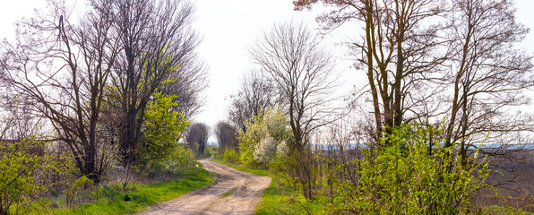 Obraz premium spring landscape with trees and bushes on both sides of the road