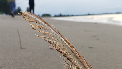 A Single Feather on a Sandy Beach