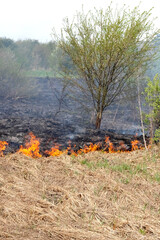 burning dry grass in spring in a meadow near trees