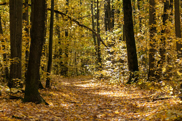 Autumn sunny golden leaves forest with tall trees and walking path covered in fallen leaves