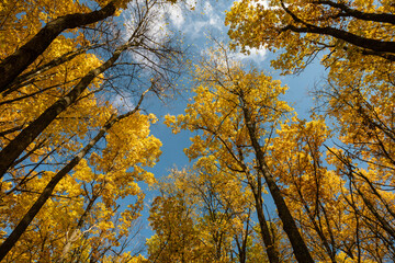 Look up on autumn forest with yellow vibrant leaves on trees branches on blue sunny sky background