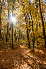 Fototapeta premium Sun shining in tall maple trees of autumn forest with golden colored leaves