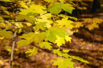 Vibrant yellow and green leaves on maple tree branch close-up in sunny wild forest with blurred background