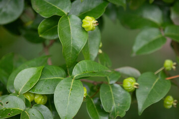 Pitanga fruits (Eugenia uniflora),on the tree and blurred background