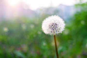 white dandelion on a blurred background in sunny weather