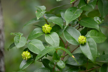 Pitanga fruits (Eugenia uniflora),on the tree and blurred background