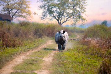 Rhino in a attacking mood