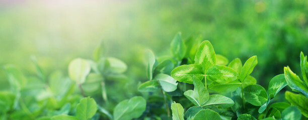 Spring background with green clover leaves