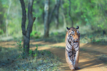 A royal walk in the forest