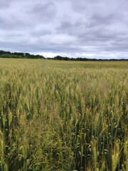 wheat field and sky